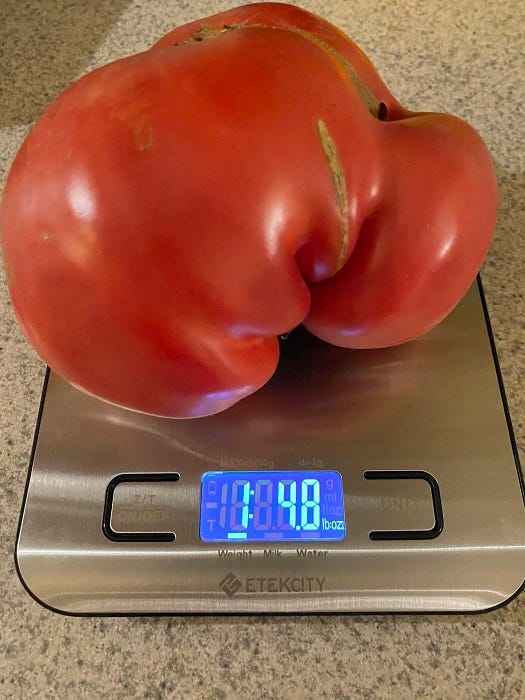 red tomato on a scale weighing almost a pound and a half