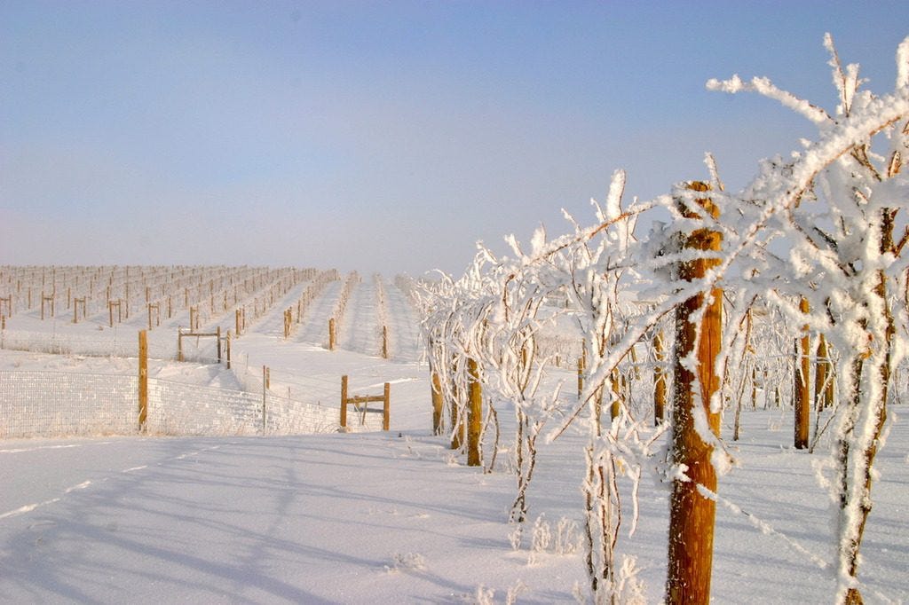 Niagara wineries in winter