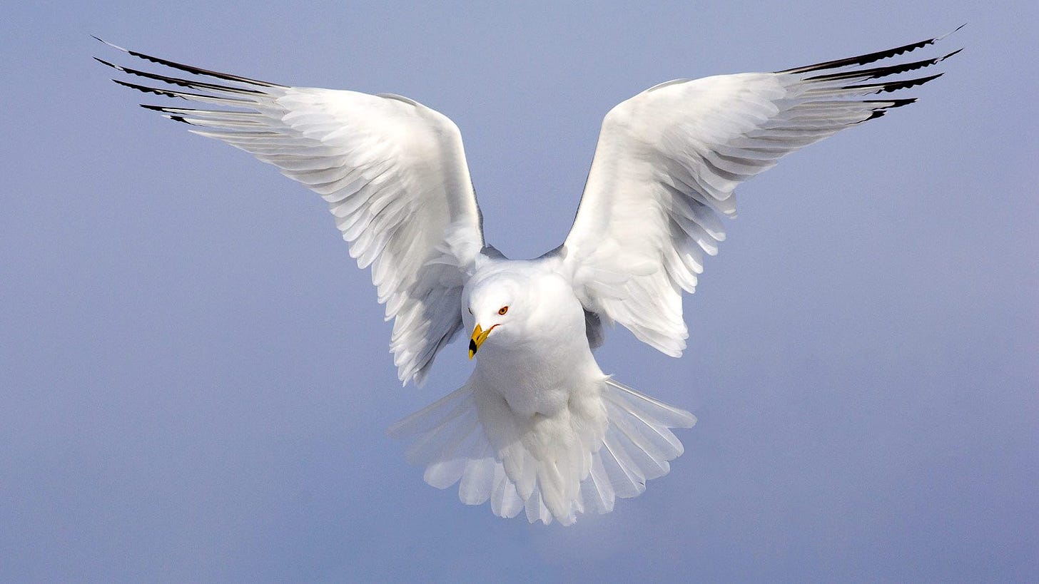 A white bird flying in the sky

Description automatically generated
