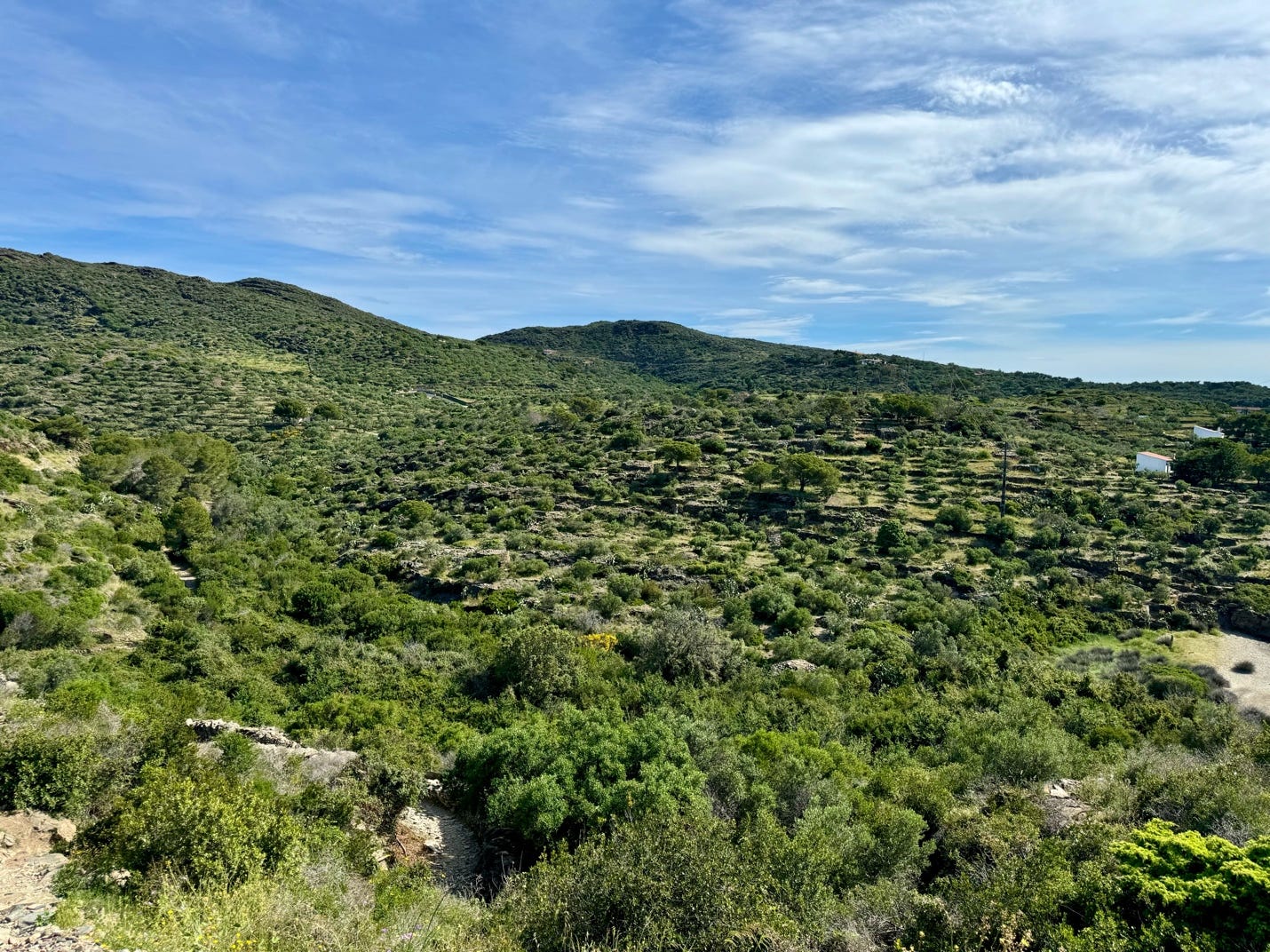 A green landscape with hills and bushes

Description automatically generated