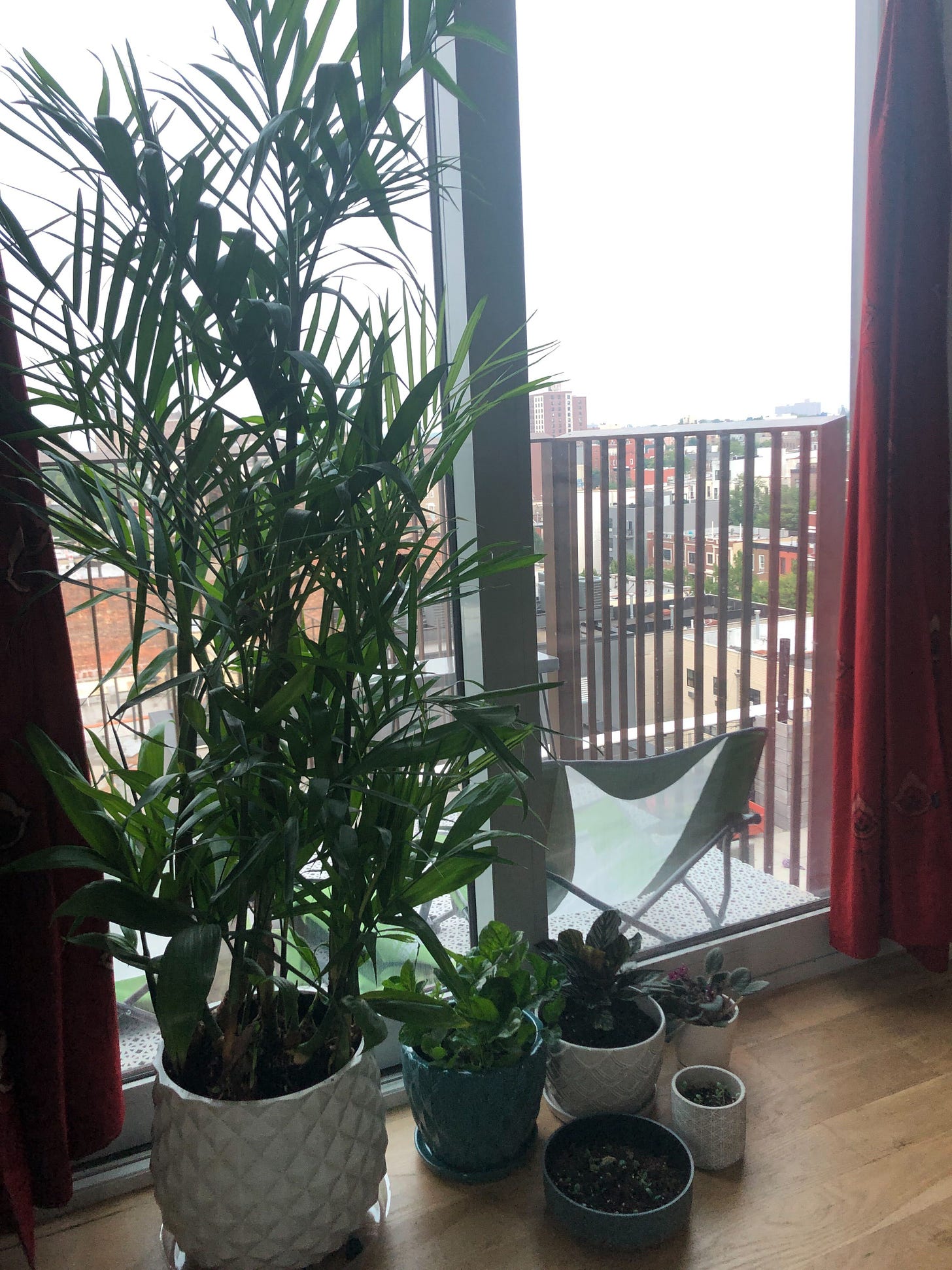 a bunch of plants in front of a balcony window, with a bit of a sky view