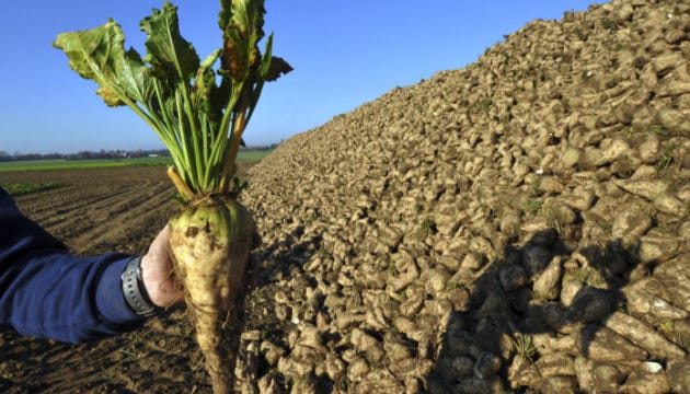 Vinnytsia region’s farmers planning to harvest 2.6M tonnes of sugar beets this year