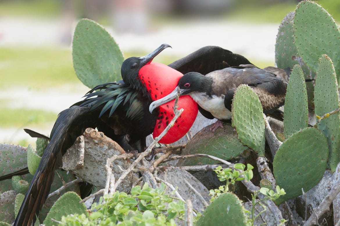 Mated Frigate Birds