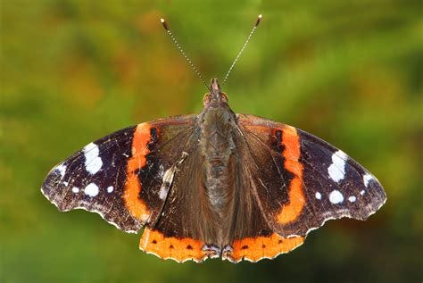 Red Admiral Butterfly -- Vanessa atalanta image - Free stock photo ...