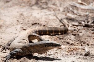 Heath goannas