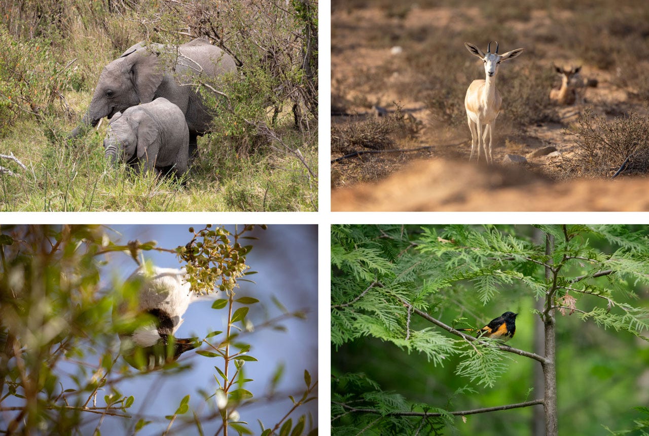 A collection of four photos. Top left: a baby elephant and their mother emerge from a dense stand of bush, gathering grass with their trunks. Top right: a small white arabian sand gazelle looks straight at the camera, squinting one eye and looking confused. Bottom left: a pale gray bird with a black head and white cheeks hangs upside down off a thin branch amongst small leaves, popping a tiny green berry into their mouth. Bottom right: A male American Redstart sits on a thin branch in a young Cedar tree.
