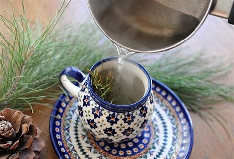 Buy Pine Needle Tea: Benefits, Preparation, Side effects