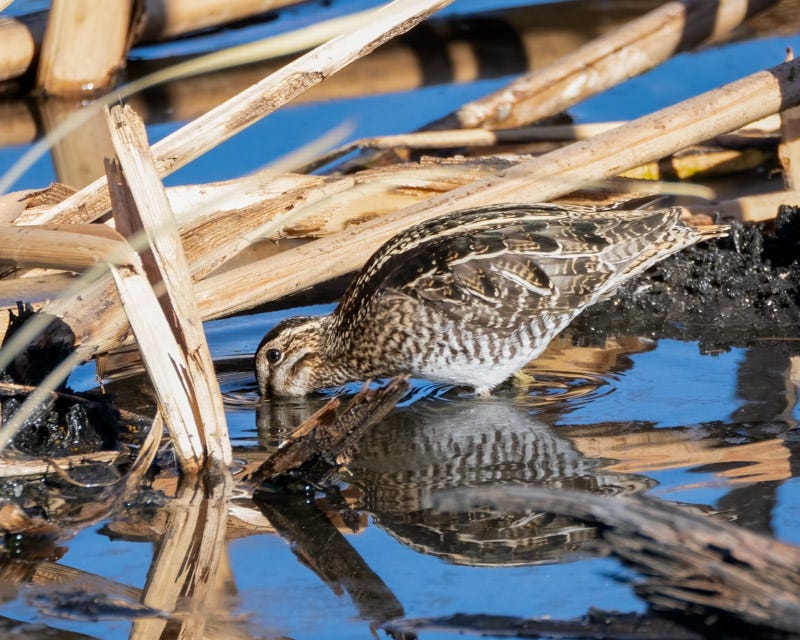 20241230-Sweetwater-82-Edit.jpg