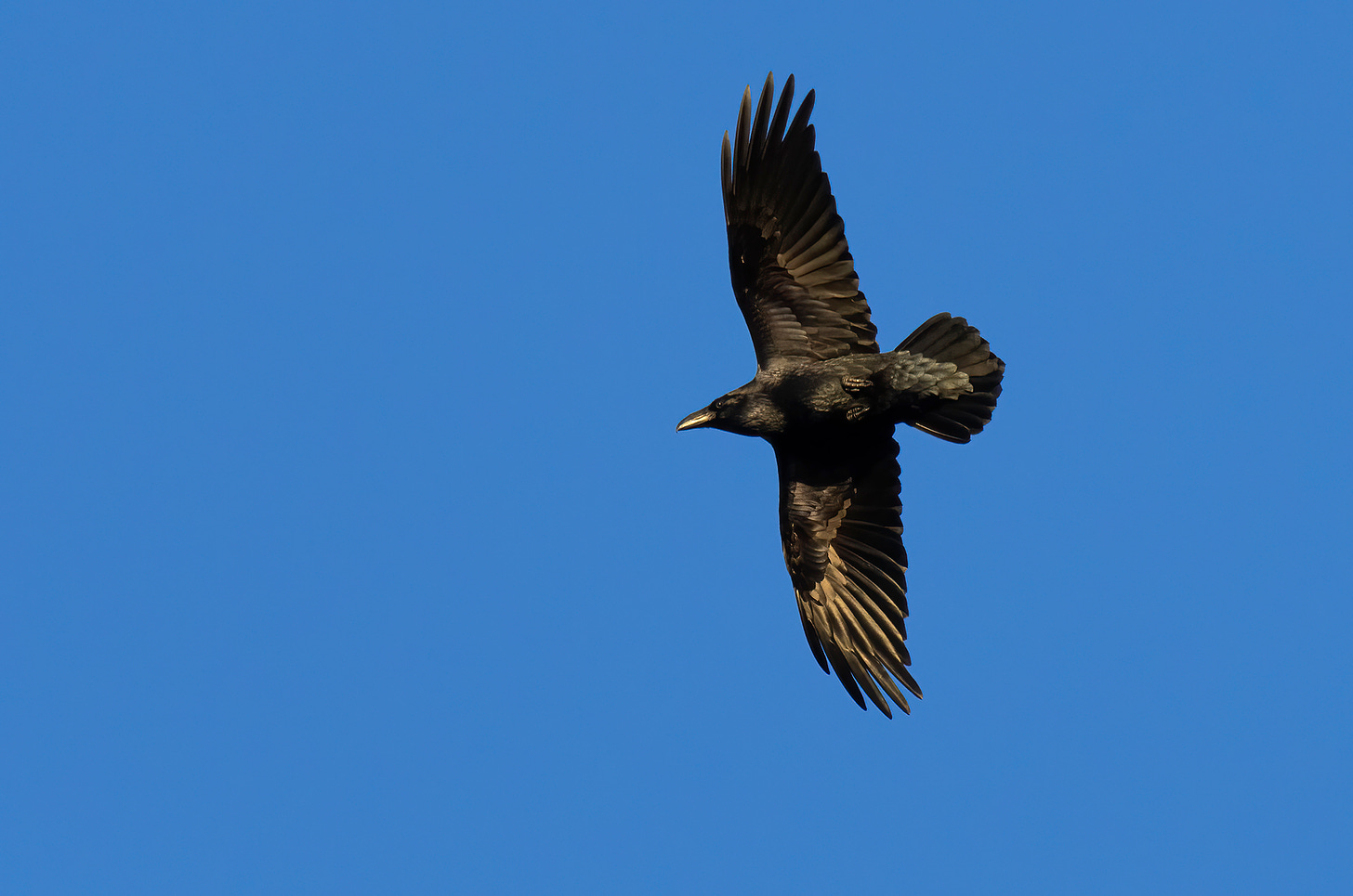 Photo of a raven in flight with a blue sky background