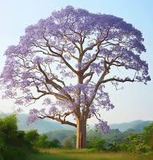 Paulownia elongata (Empress Tree ...
