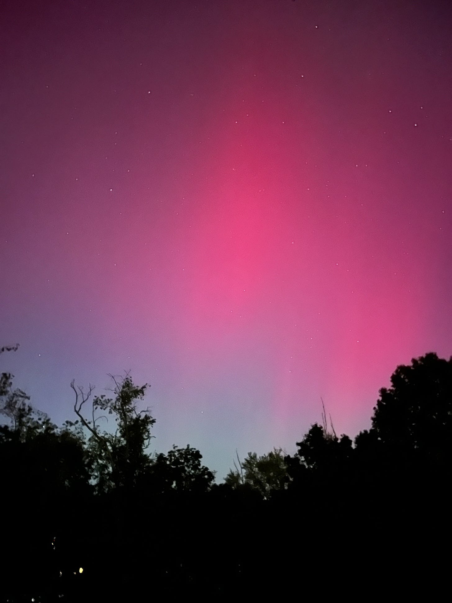 A pink purple sky dotted with stars backgrounds silhouetted forest trees 