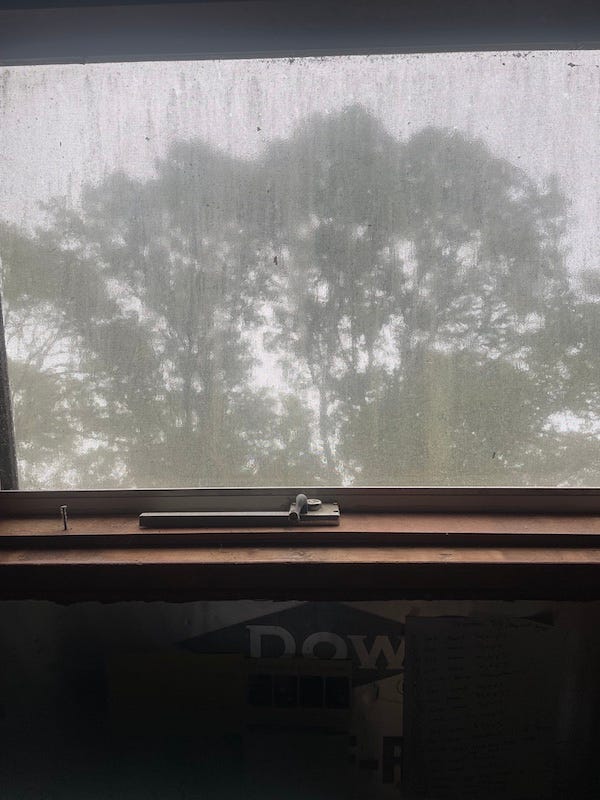  Photo of tops of 60' tall oak trees in the woods behind my house as seen through the dusty screen & rain on the very weathered plexiglass skylight above my desk, end of summer 2024. The screen shows a moiré pattern when the photo is small, but it disappears when you click on the photo for a closer view.