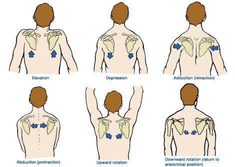 Scapular Retraction | Scapular Protraction and Retraction