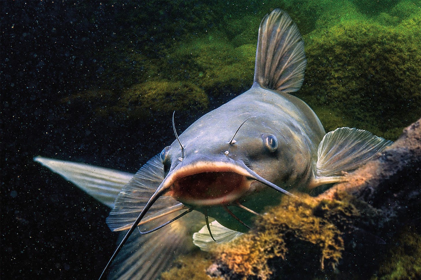 Interesting Facts: Catfish