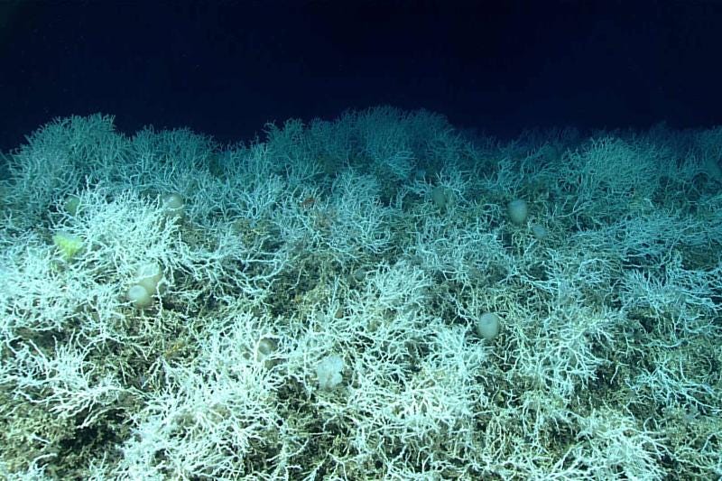 Successful Multi-Year Effort to Study Deep-Sea Corals and Sponges in the  Southeast United States | NOAA Fisheries