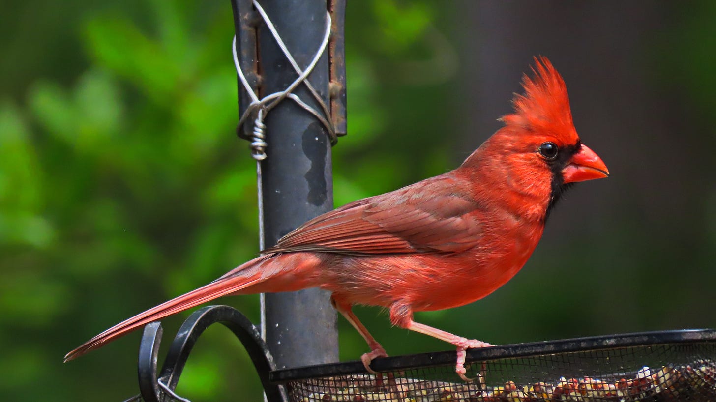 bright red bird on a feeder