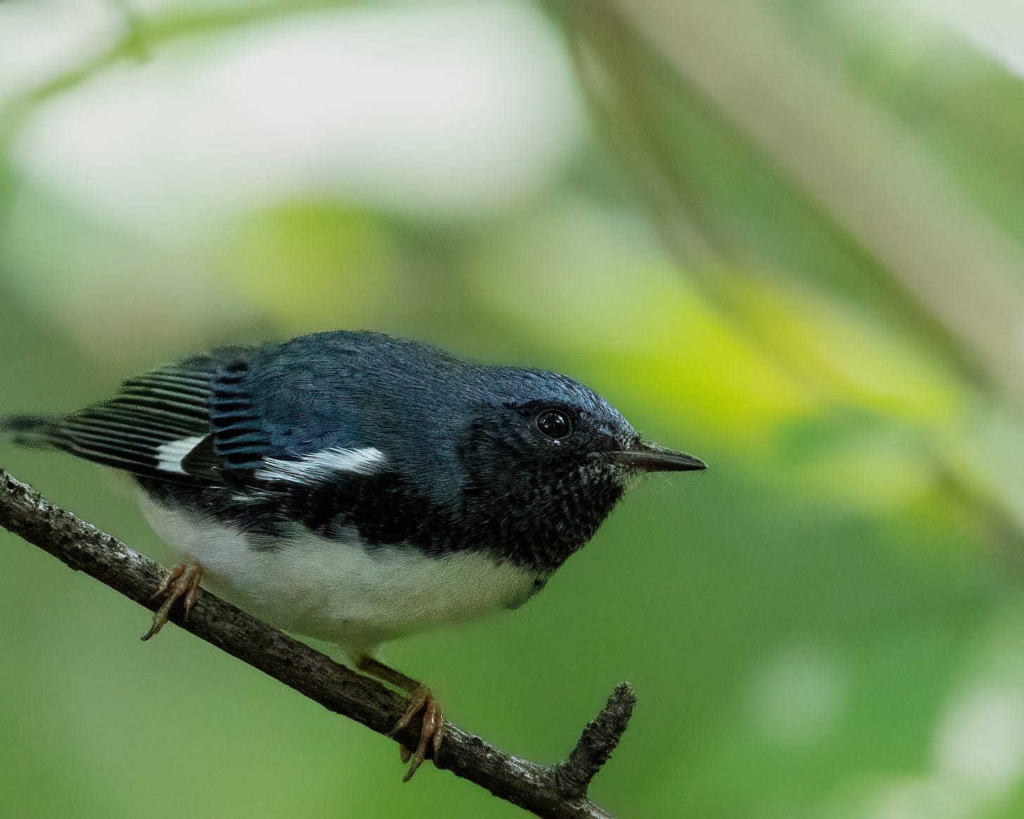 The black throated blue warbler is perched on a branch. It has a black throat, a white belly, and a dark blue back.