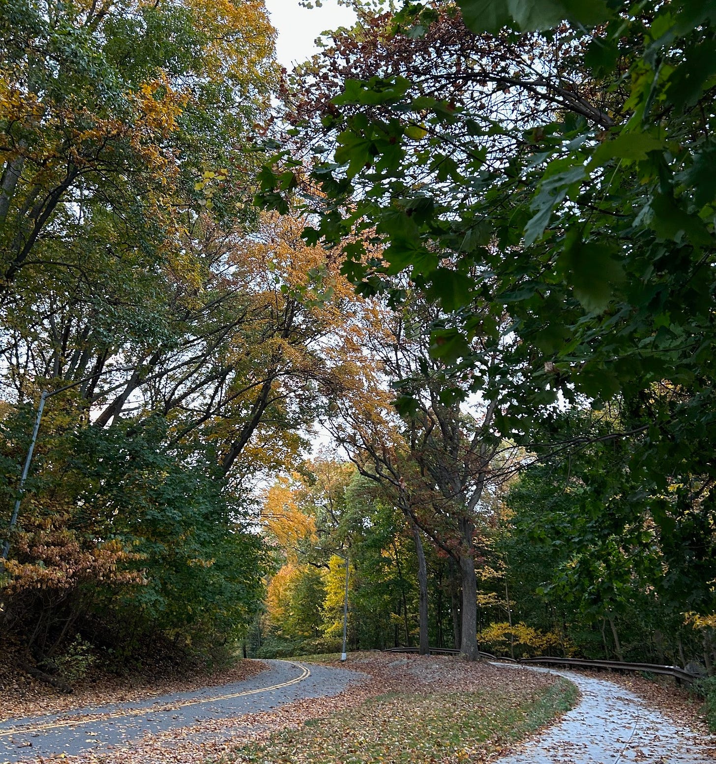 Image shows a street alongside Forest Park in late October 2024, with the trees turning gold and brown for fall.