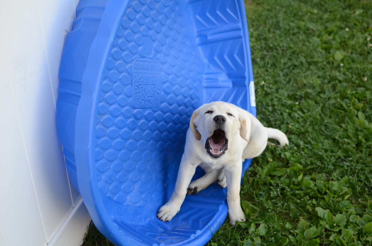 A yellow Labrador retriever sits in an empty kiddie pool barking.