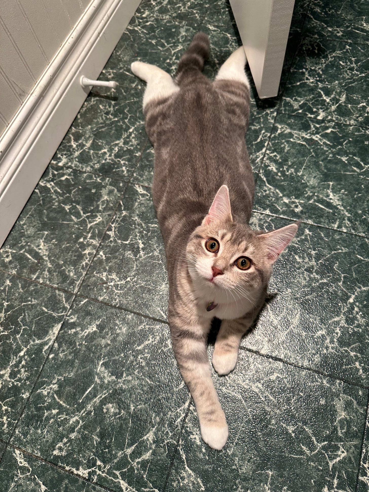 Tabby and white kitten laying on belly on green and white Lino floor with back two legs extended parallel to tail.