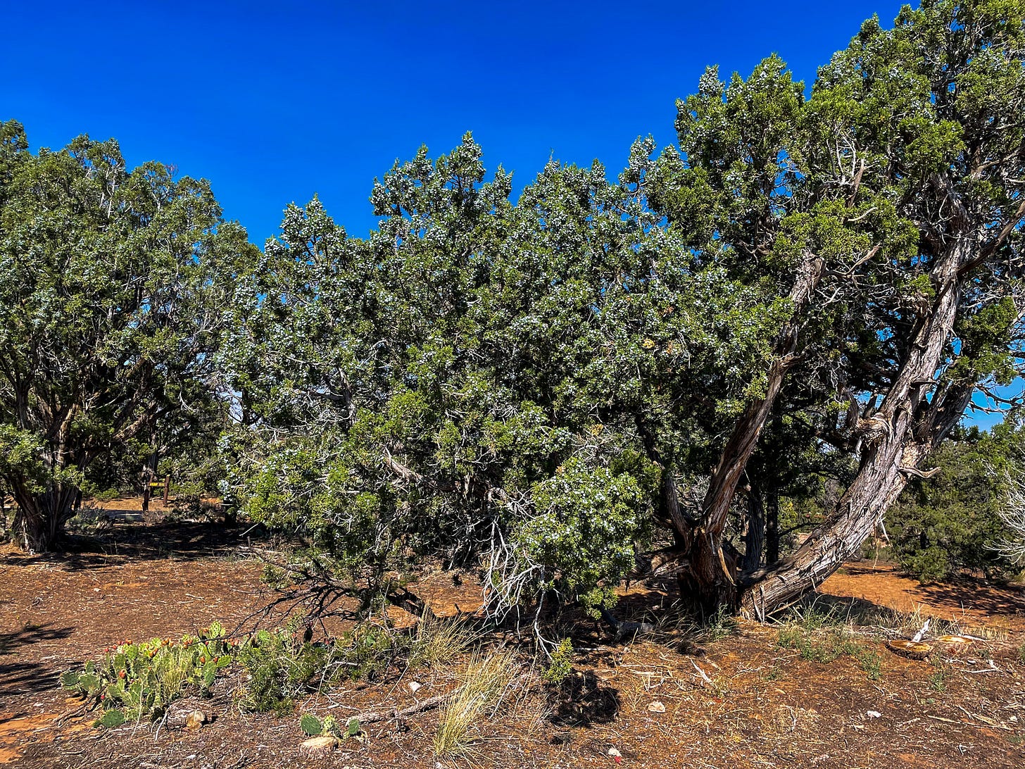 Pinyons and junipers even offer some shade at the right time of the day