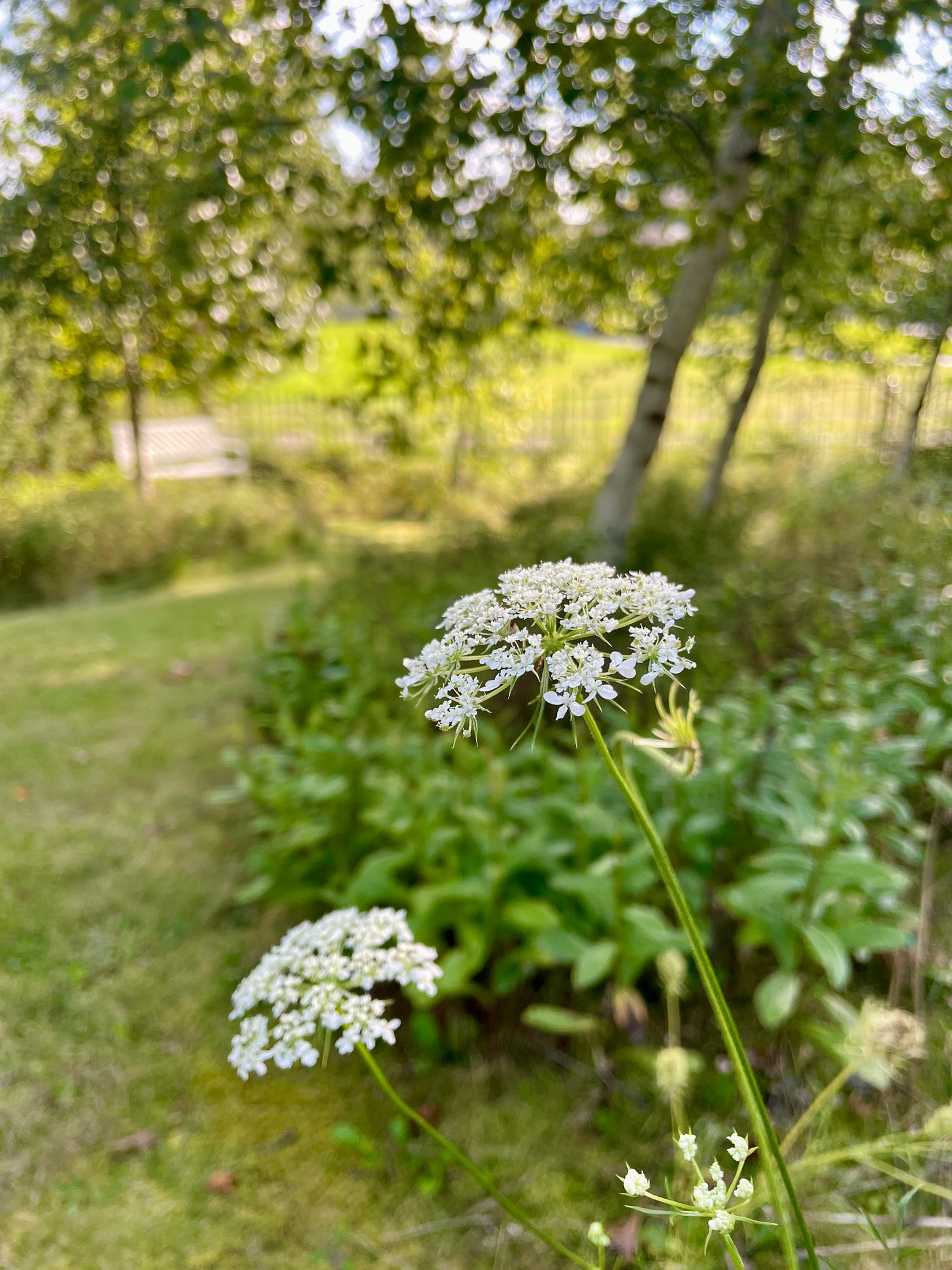 A quiet moment before the asters begin; a wild carrot adding some while umbel flower to the Birch Walk this month after the daisies finished. 