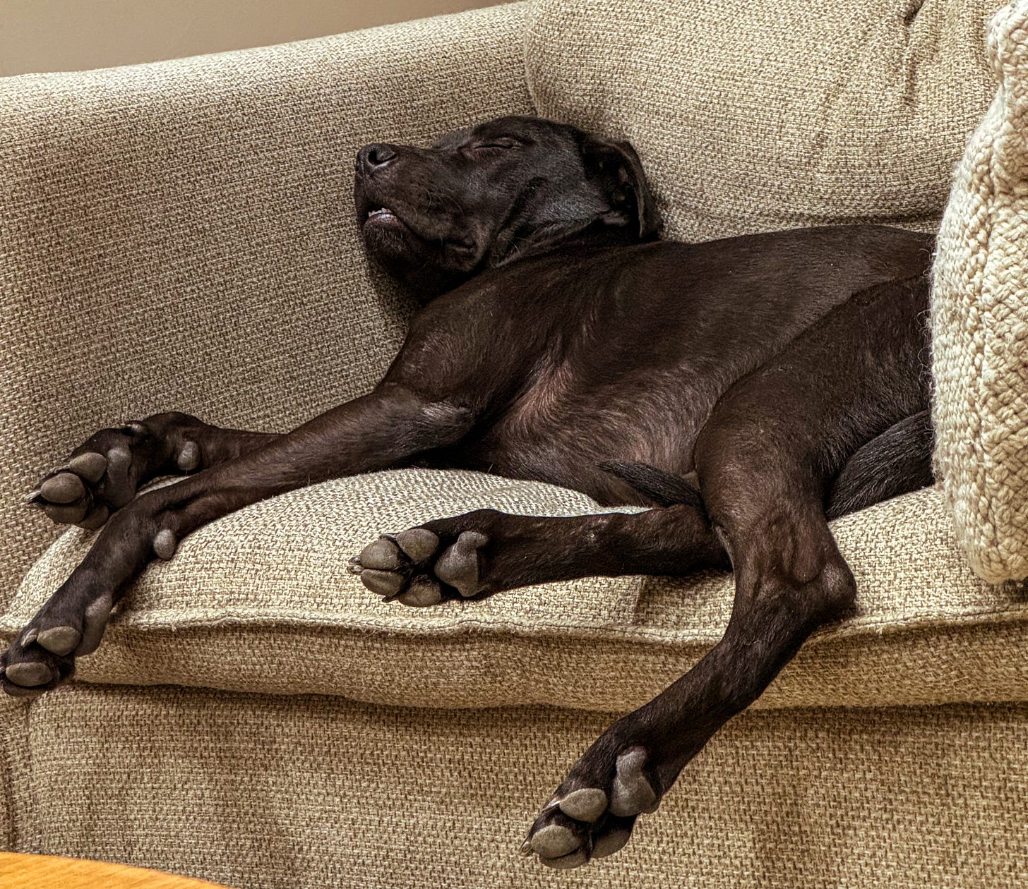 A black dog sleeps with her mouth open sitting upright on a brown couch. It does not look comfortable.