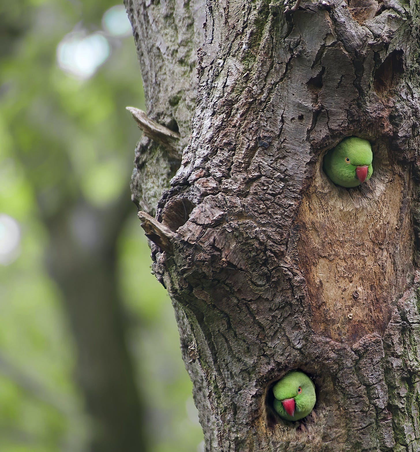 Parakeet neighbors in a tree
