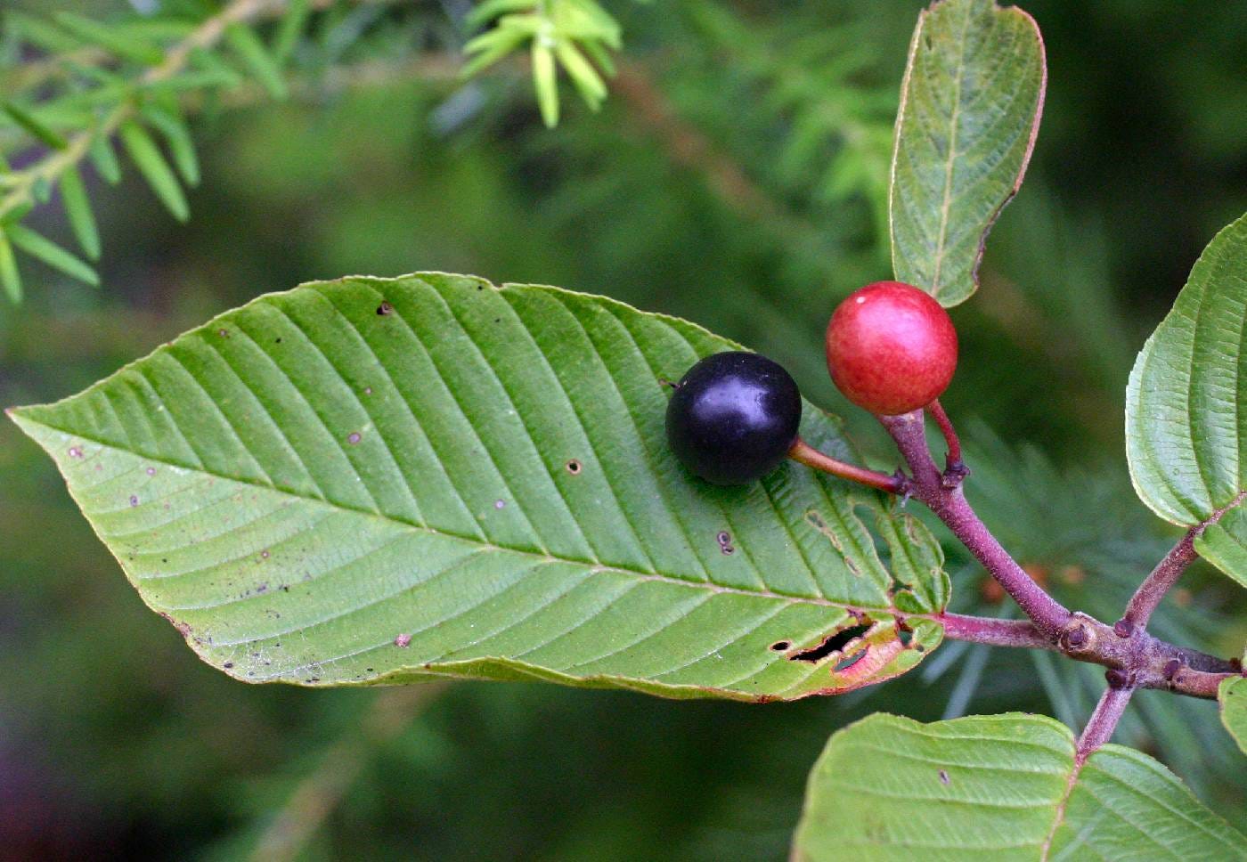 Frangula purshiana image