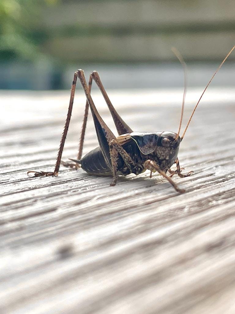 A close-up of a dark bush-cricket.