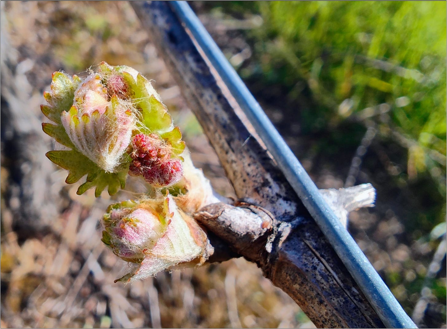 Bud Break revealing inflorescence ready to become Vintage 2024 wine berries.