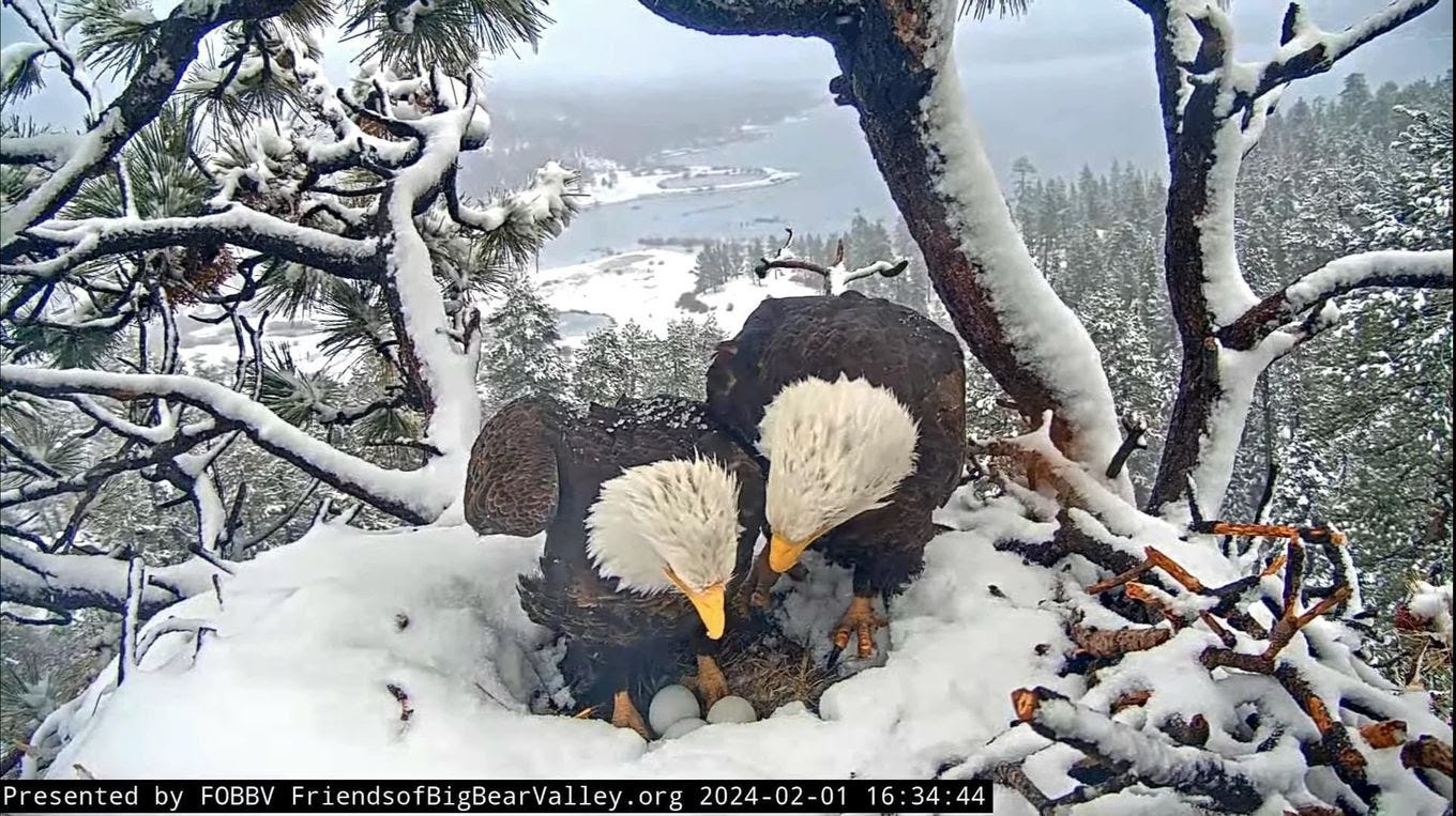 The eagles with their clutch of eggs. (Friends of Big Bear Valley)