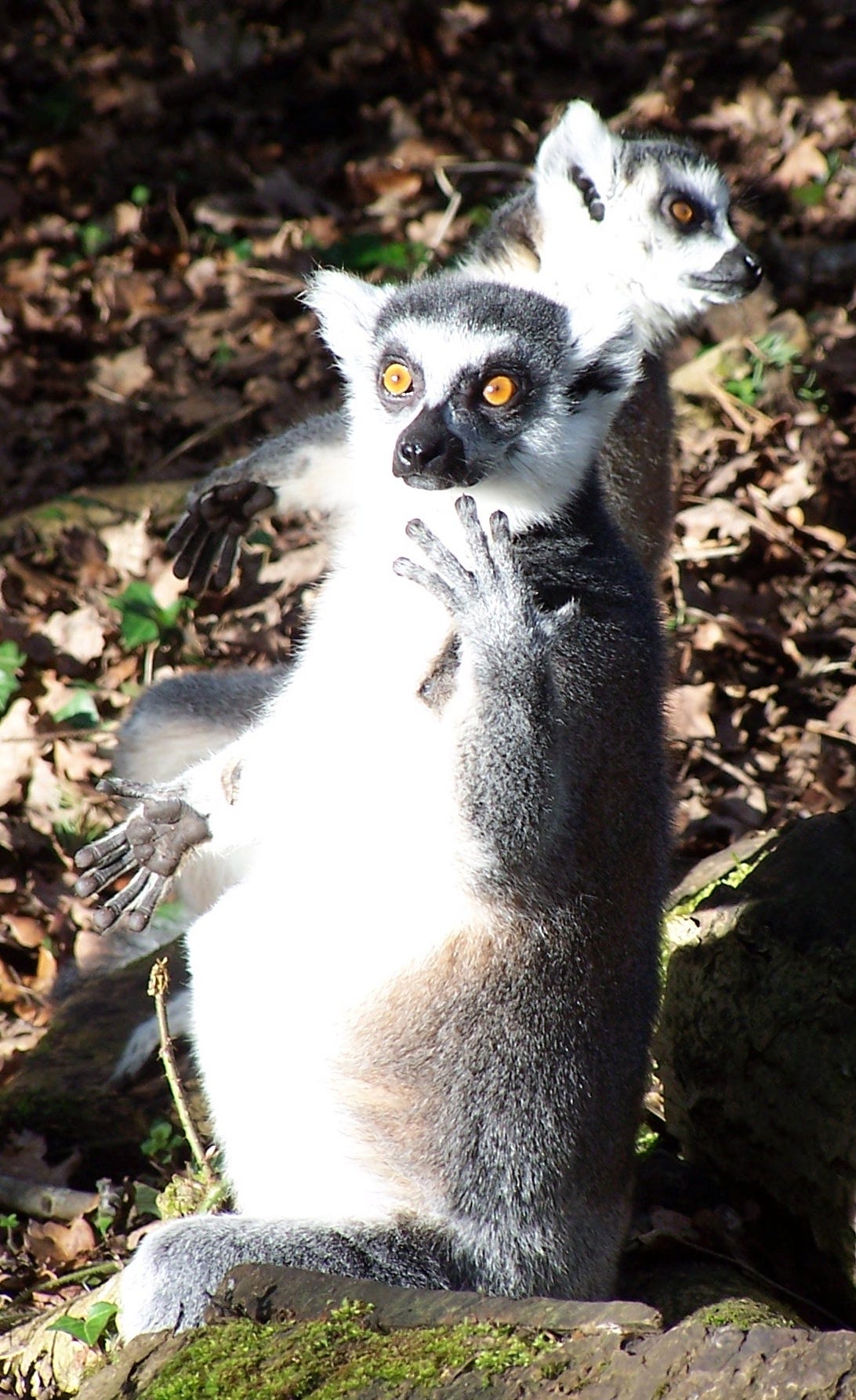 Two lemurs standing on hind legs, one partially obscured by the other. Lemur in front has hands expressively open, fingers wide.
