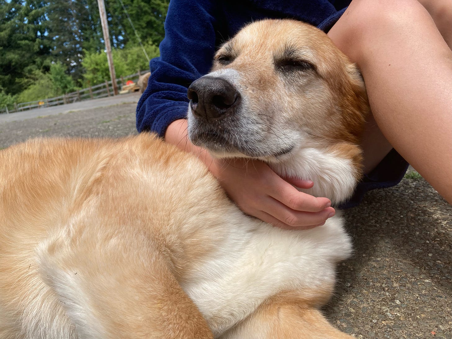 older dog leaning into a human, both reclining on a driveway