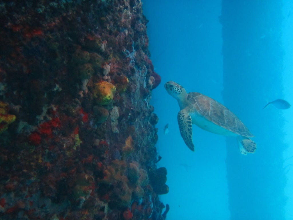 A turtle swimming near a wall

Description automatically generated