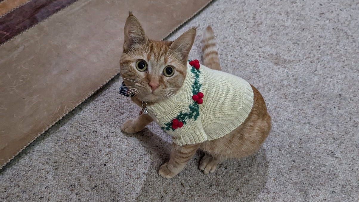 Clem, an orange cat in a Christmas jumper, stares up at the camera