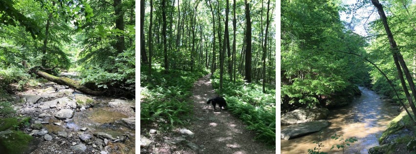 Three photos of green, lush woods in Lancaster PA. Two feature a creek running through the woods. One shows a black dog sniffing something on a dirt trail that leads back into the trees.