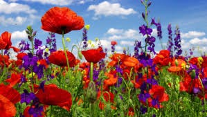 Image result for wildflowers Image result for wildflowers