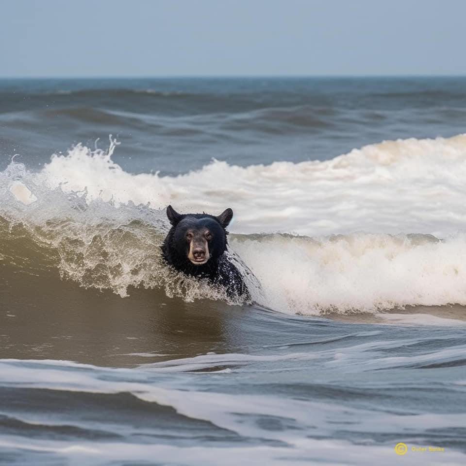bear in surf