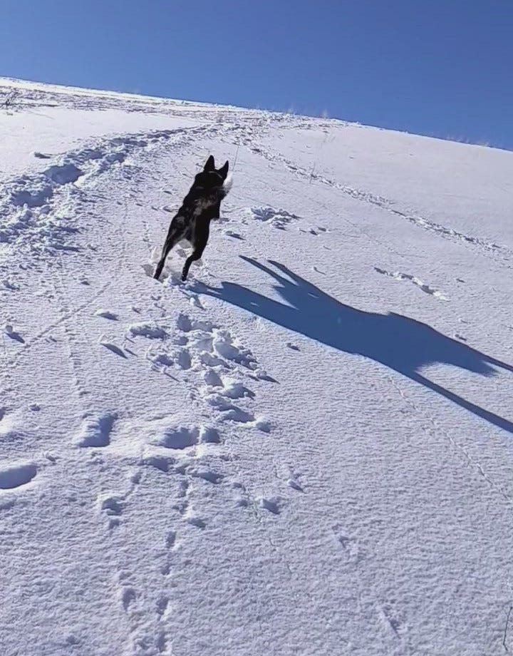 Dog bounding uphill