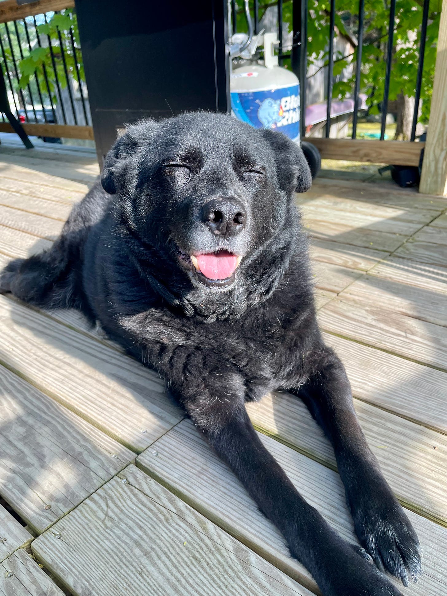 Dog smiling on a deck