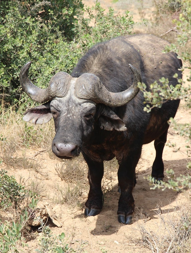 Buffalo Bull