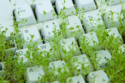 An image of leafy green garden cress, related to water cress (one of the oldest known leaf vegetables consumed by humans), growing in between the keys of a white computer keyboard. 