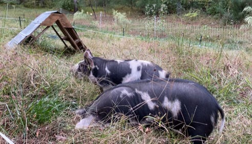 two black and white pigs on grass in front of an A-frame shelter