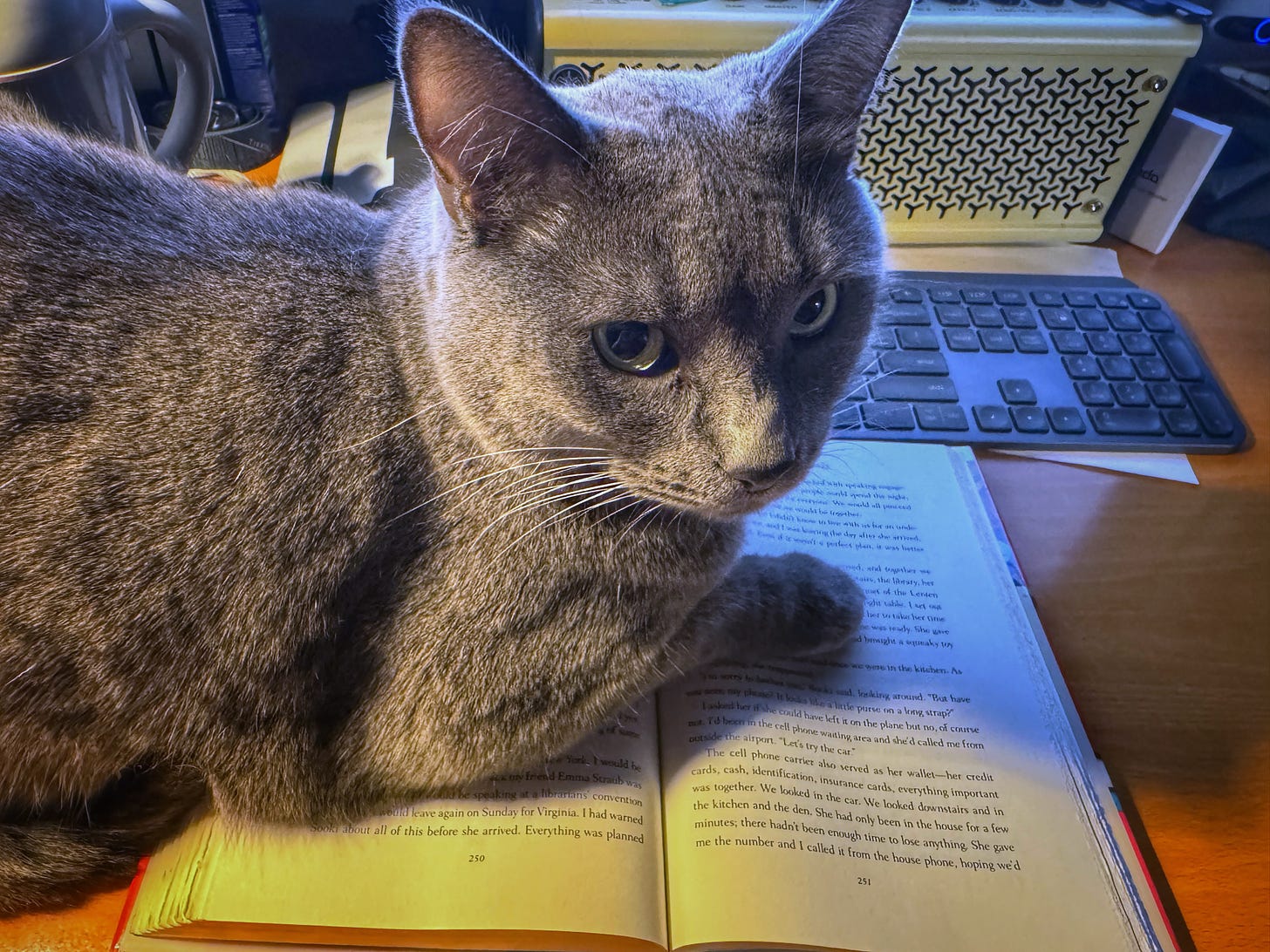 Photo of a busy desktop. A book of Ann Patchett's essays is open, but a grey cat is lying on it, rendering it unreadable. 