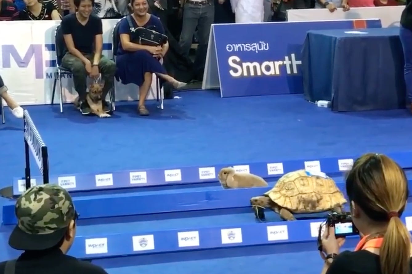 A hare and tortoise compete in a race