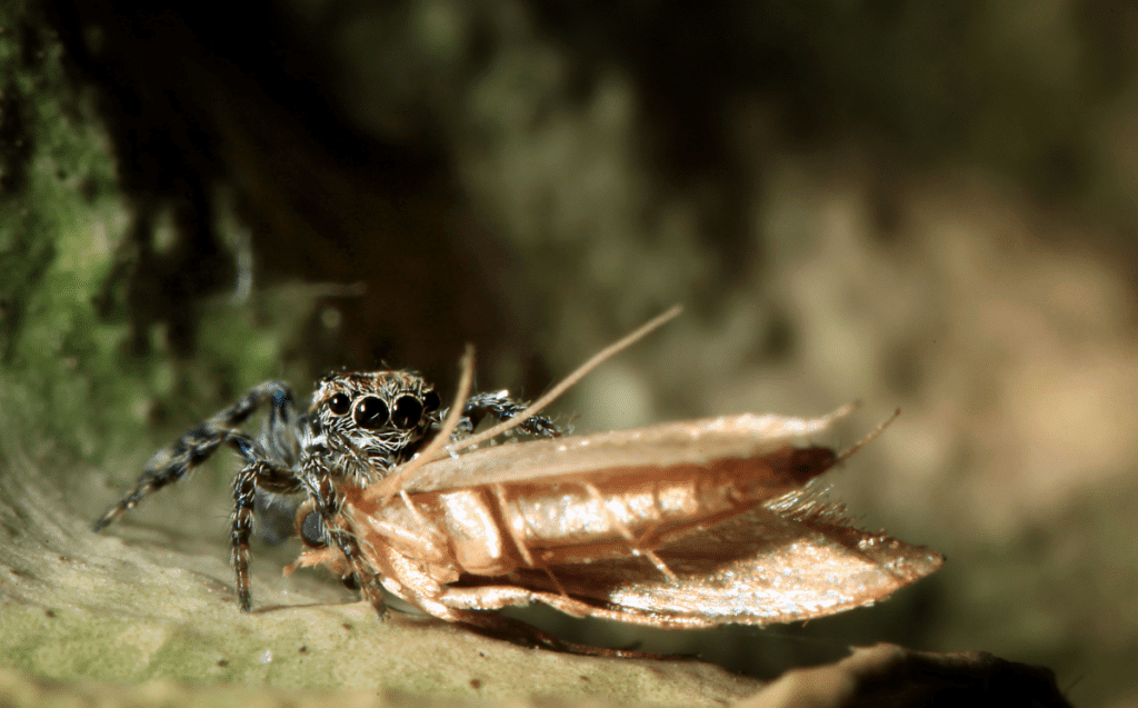 spider biting a moth on a leaf while our minds wander and distractions prevent peak performance