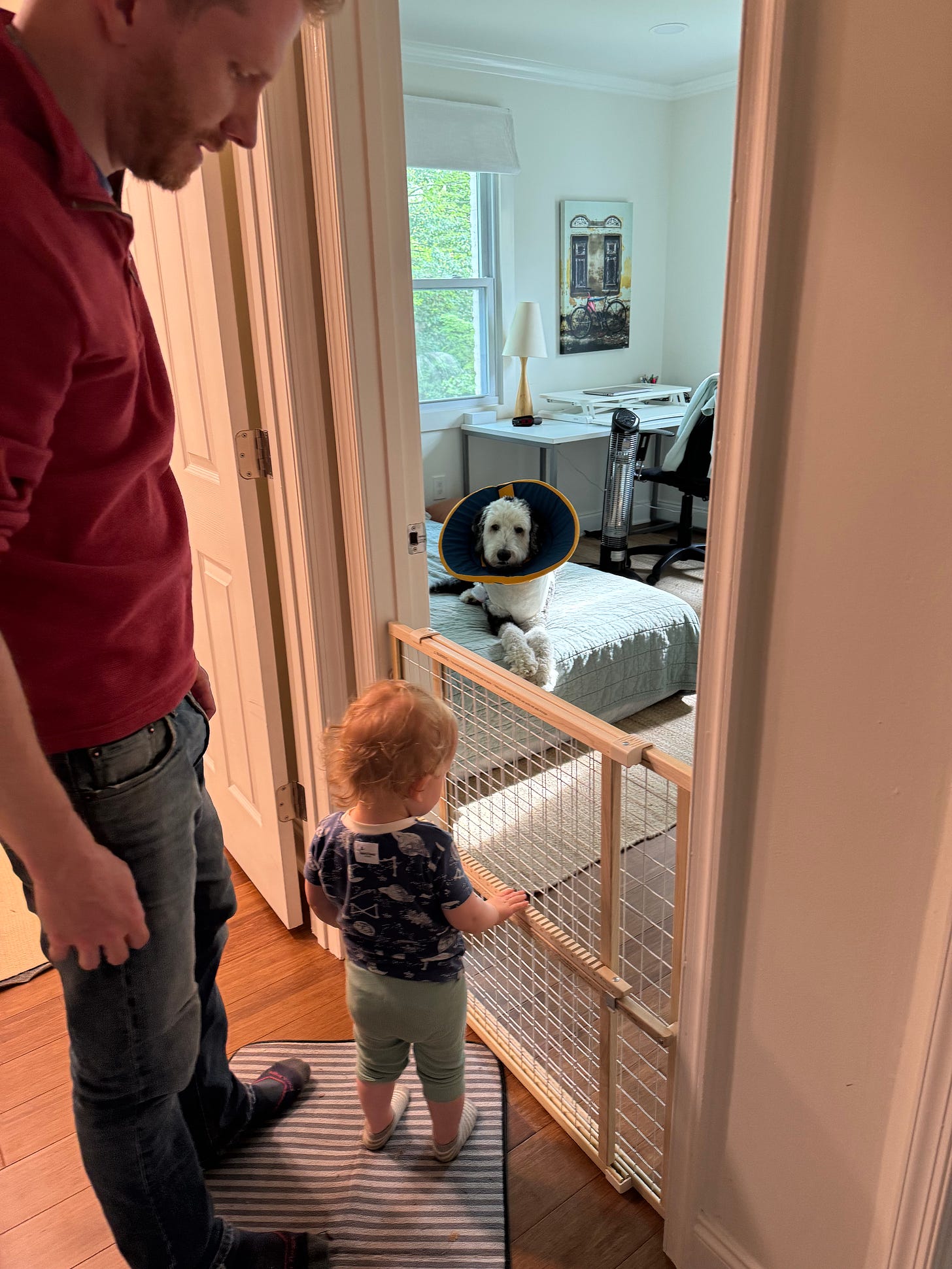 Otis rests on a bed on the floor of the office behind a baby gate while Christie's son and husband look on from the hallway