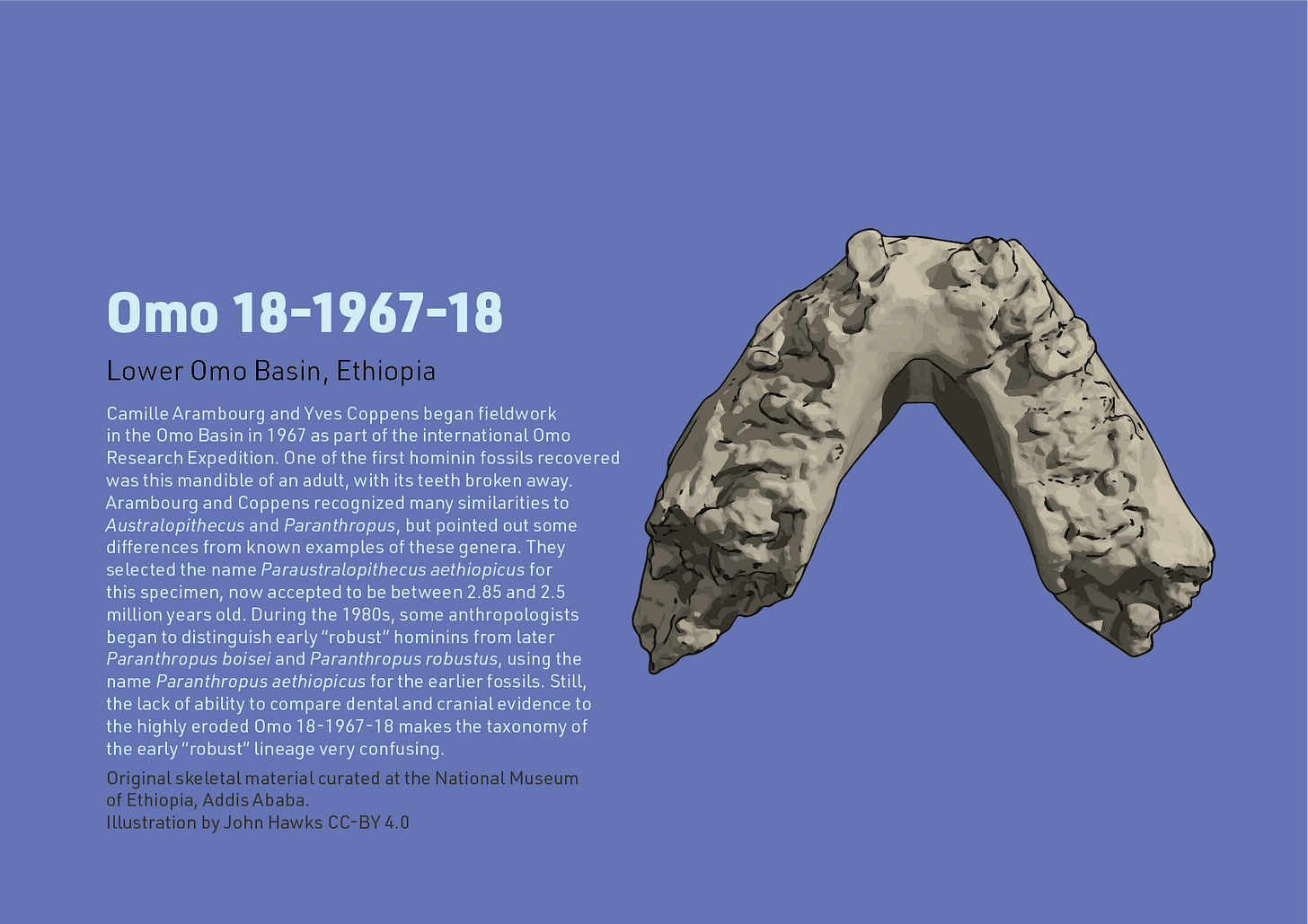 Fact sheet for Omo 18-1967-18 mandible. Text: Camille Arambourg and Yves Coppens began fieldwork  in the Omo Basin in 1967 as part of the international Omo  Research Expedition. One of the first hominin fossils recovered  was this mandible of an adult, with its teeth broken away.  Arambourg and Coppens recognized many similarities to  Australopithecus and Paranthropus, but pointed out some  differences from known examples of these genera. They  selected the name Paraustralopithecus aethiopicus for  this specimen, now accepted to be between 2.85 and 2.5  million years old. During the 1980s, some anthropologists began to distinguish early “robust” hominins from later  Paranthropus boisei and Paranthropus robustus, using the name Paranthropus aethiopicus for the earlier fossils. Still,  the lack of ability to compare dental and cranial evidence to the highly eroded Omo 18-1967-18 makes the taxonomy of  the early “robust” lineage very confusing.