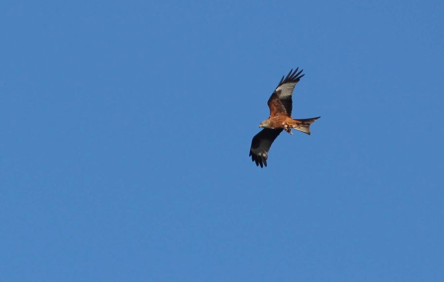 Red kite flying in blue sky